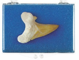 Shark Tooth Fossil Box - Eocene to Cretaceous 40 to 110 MYA - Actual Authentic Fossil - Photo Museum Store Company