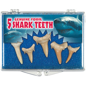 Sharks Teeth Fossil Box - Eocene to Cretaceous 40 to 110 MYA - Actual Authentic Fossils - Photo Museum Store Company