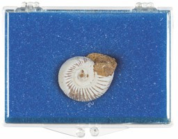 White Ammonite Box, 180 Million Years Old, Madagascar - Actual Authentic Fossil - Photo Museum Store Company