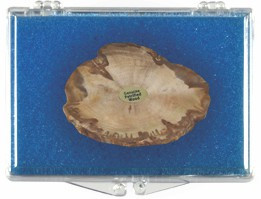 Petrified Wood Museum Field Kit - Actual Authentic Fossil - Photo Museum Store Company
