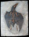 Confuciusornis Sanctus Bird Fossil (Bird Fossil Reproduction) - Late Jurassic Period - Photo Museum Store Company