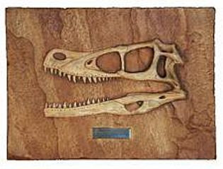 Velociraptor Mongoliensis (Dinosaur Fossil Reproduction) Late Cretaceous Period - Photo Museum Store Company