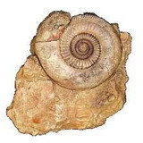 Parkinsonia Sp. (Mollusk Fossil Reproduction) Middle Jurassic Period - Photo Museum Store Company