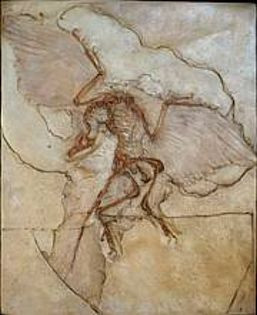 Archaeopteryx Lithographica | Museum Store Company gifts, jewelry