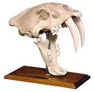 Smilodon Californicus (Saber Tooth Cat) Pleistocene Epoch - Fossil on Stand - Photo Museum Store Company