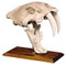 Smilodon Californicus (Saber Tooth Cat) Pleistocene Epoch - Fossil on Stand - Photo Museum Store Company