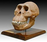 Australopithecus Afarensis Skull (Hominid Skull Reproduction) - Photo Museum Store Company
