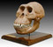 Australopithecus Afarensis Skull (Hominid Skull Reproduction) - Photo Museum Store Company