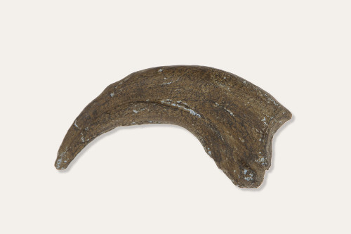 Dryptosaurus Claw - Dinosaur Fossil Replica - Academy of Natural Sciences - Museum Store Company Photo