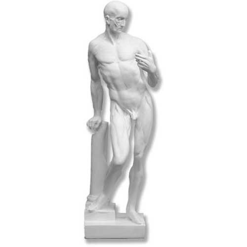 Anatomy Of Man - Male Sculpture - Museum Replicas Collection Photo