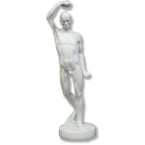 Anatomy Of Man - Male Statue - Museum Replicas Collection Photo