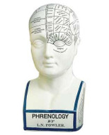 Doctor's Phrenology Head - Medical Artifact & Medical History - Photo Museum Store Company