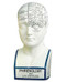 Doctor's Phrenology Head - Medical Artifact & Medical History - Photo Museum Store Company