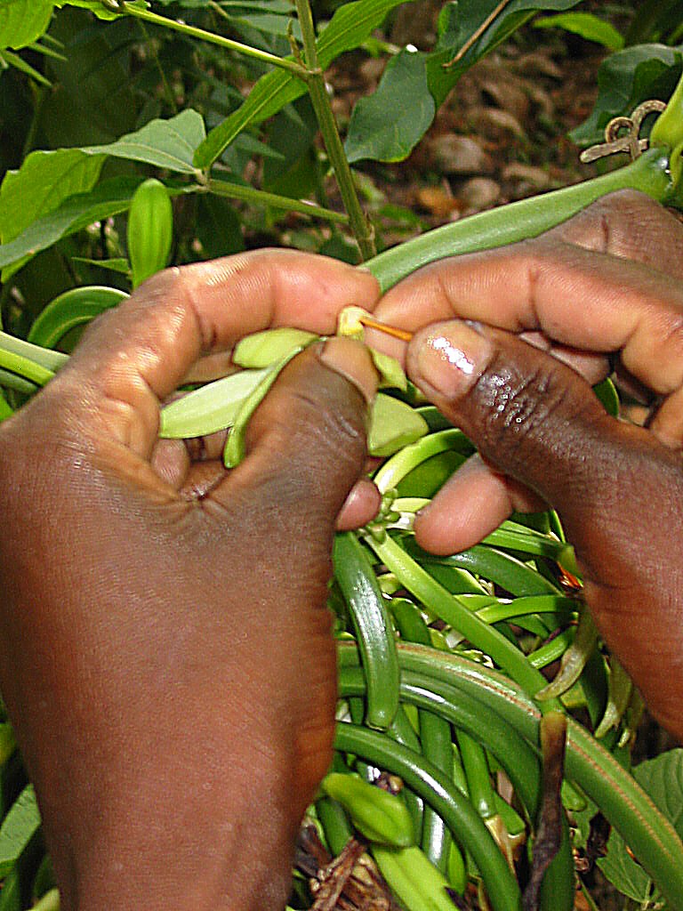 Hand pollinating vanilla beans