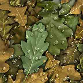 ArtScape 8' Oak Leaves Pool Table Cloth