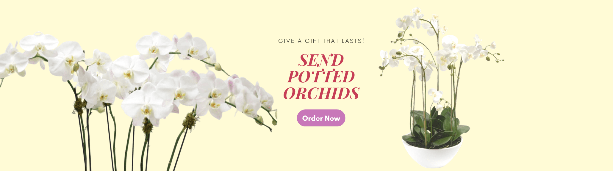 orchids-delivery-manila-banner.png
