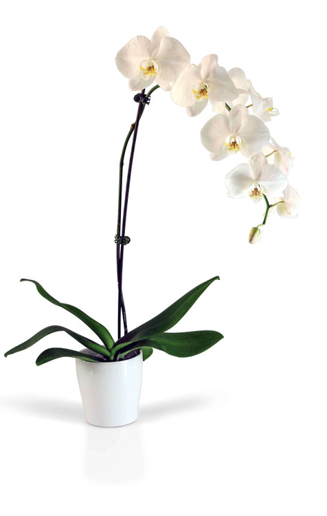 Send Orchids Manila Potted Phalaenopsis Free Same Day Delivery