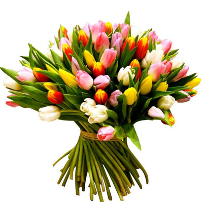 Holland Tulips Delivery Manila | Send Tulips Manila Philippines