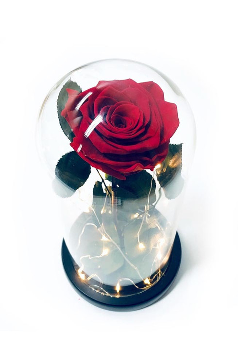 Red Roses Lights