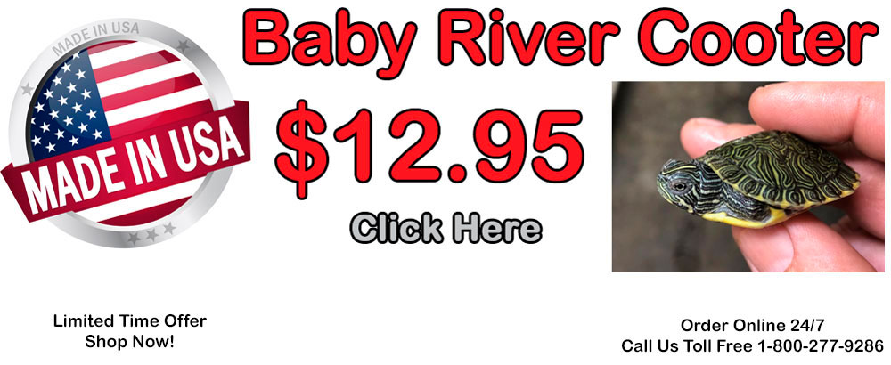 tortoise shop online