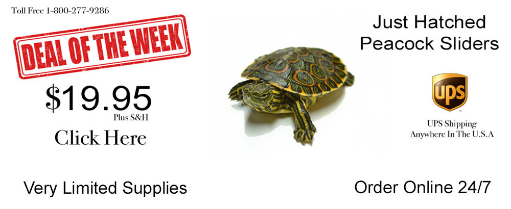 Turtle Store | Buy Turtles Online | Turtle Accessories - My Turtle Store