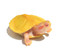 hatchling albino red ear slider turtle