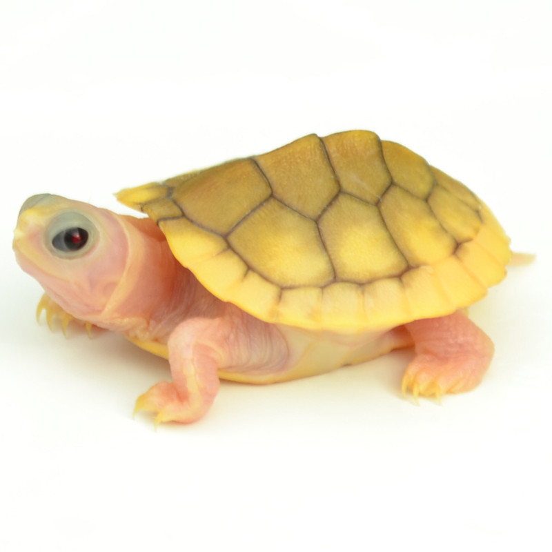 i want to buy turtle