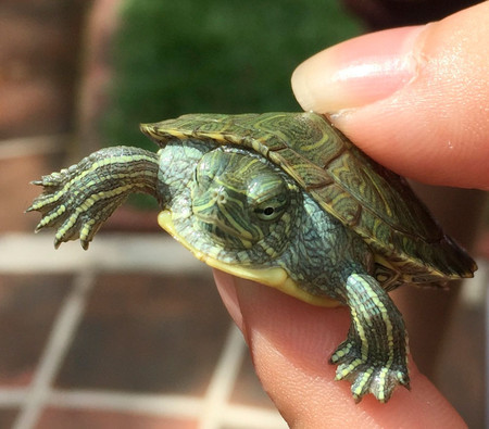 baby cumberland turtle in hand
