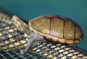 Juvenile Common Mud Turtle