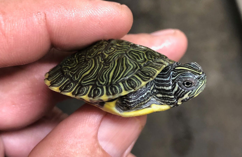 small turtles for sale