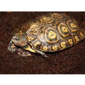 Baby Ornate Central American Wood Turtle