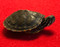 Juvenile River Cooter Turtle for sale