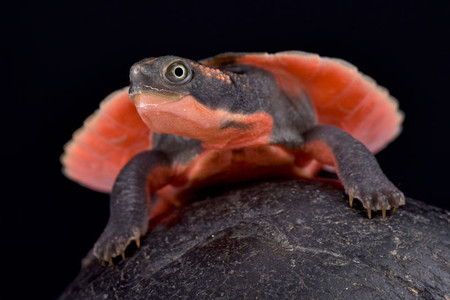 Baby Pink Belly Snapping Turtle