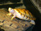 Juvenile Caramel Slider Turtle for sale