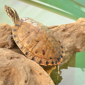 Stock Your Pond 5 Large Gorzugi Turtle