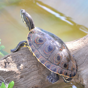 Stock Your Pond 5 Large Peacock Slider Turtle