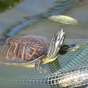 Stock Your Pond 5 Large Peninsular River Cooter Turtle