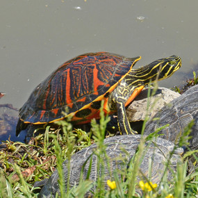 Stock Your Pond 5 Large Red Bellied Turtle