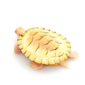 Juvenile Albino Turtle for sale