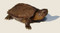 Juvenile Giant Asian Pond Turtle