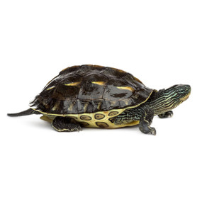Large Pond Size Golden Thread Turtle for sale
