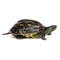 Large Pond Size Golden Thread Turtle for sale