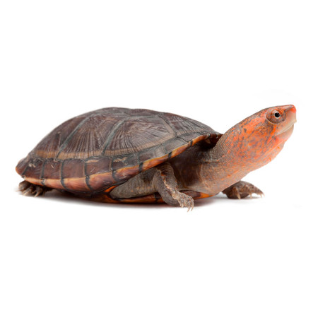 Large Red Cheeked Mud Turtles for sale