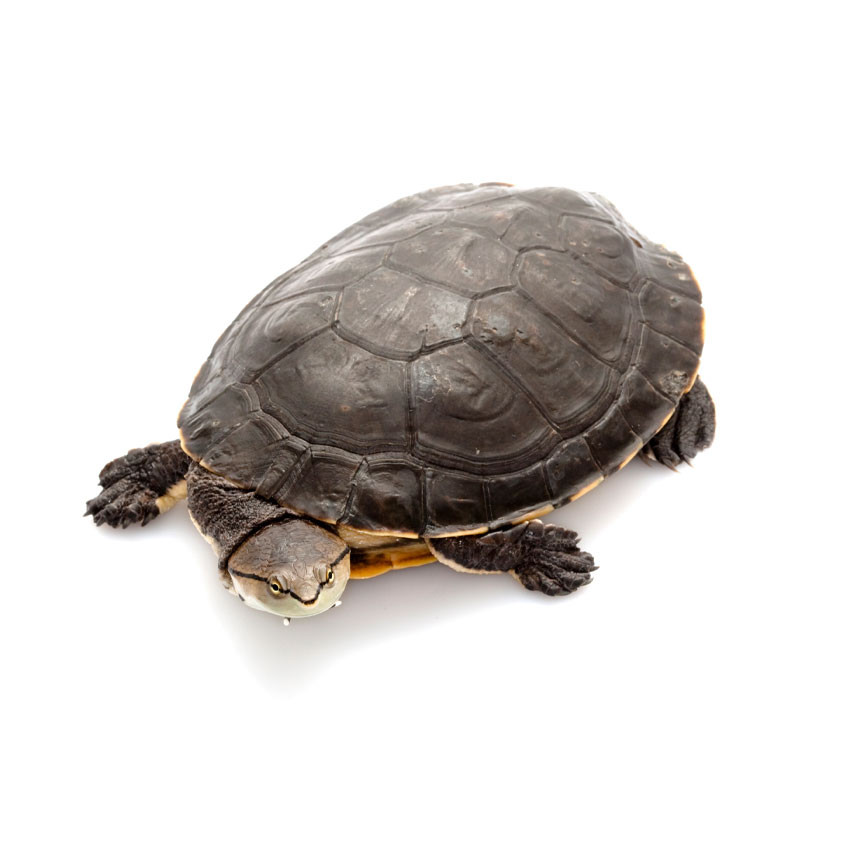 Large Geoffrey Side Neck Turtle - MyTurtleStore.com