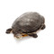 Large Geoffrey Side Neck Pond Turtles for sale