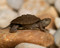 Newborn Map Turtle