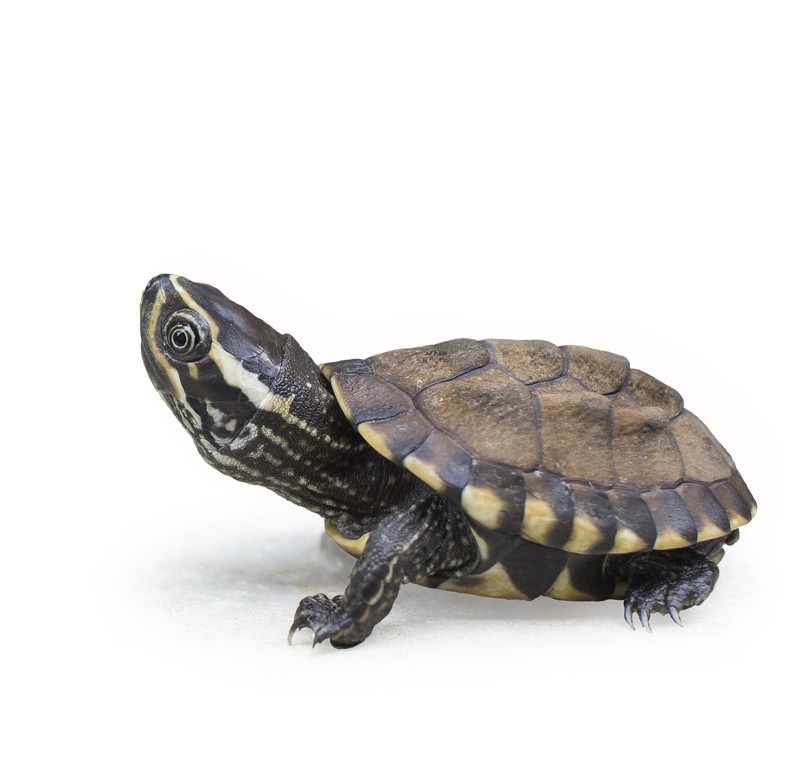 Baby Eastern Musk Turtle| Best Prices