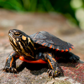 websites to buy turtles