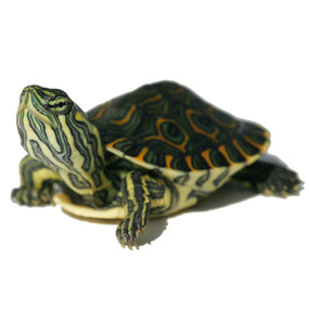 We offer baby Peacock Slider turtles for sale!