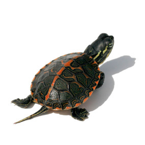 We offer beautiful baby Southern Painted turtles!